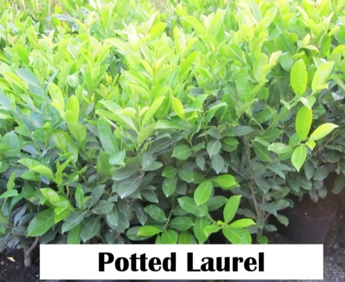 Redrobin Hedging - Image 4