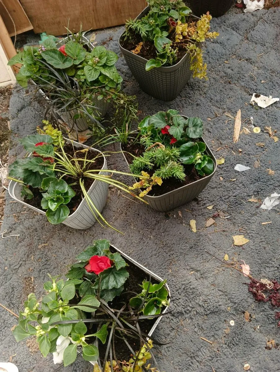 5 lovely full pots 50 Euro - Image 1