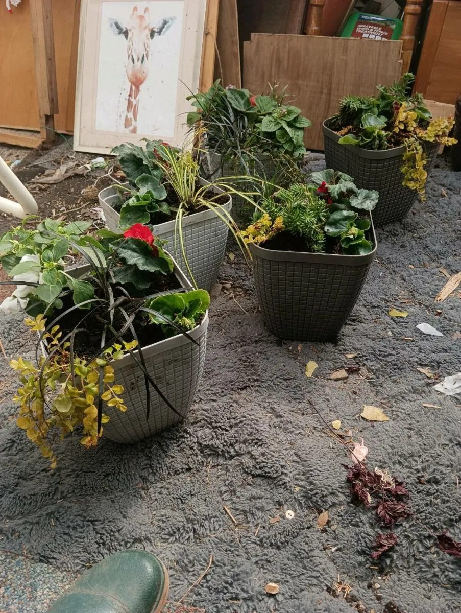 5 lovely full pots 50 Euro - Image 2