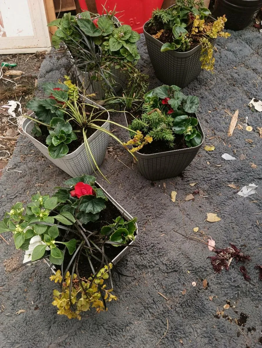 5 lovely full pots 50 Euro - Image 3