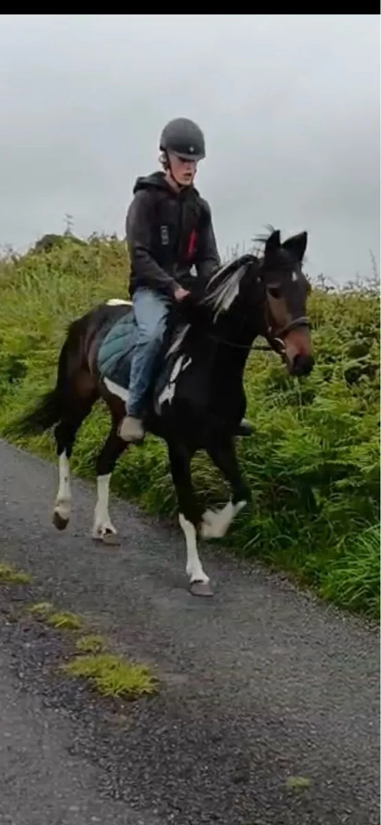 4 year old nicely marked gelding - Image 1