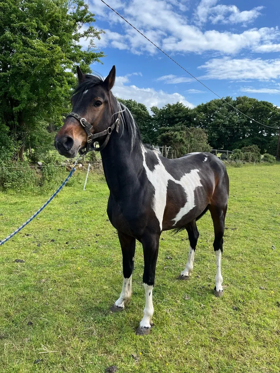 4 year old nicely marked gelding - Image 2
