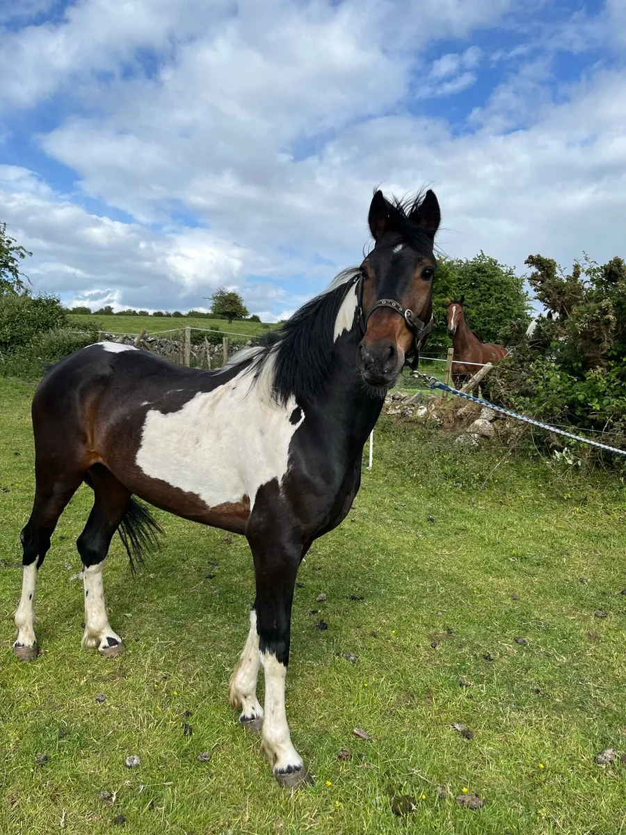 4 year old nicely marked gelding - Image 3
