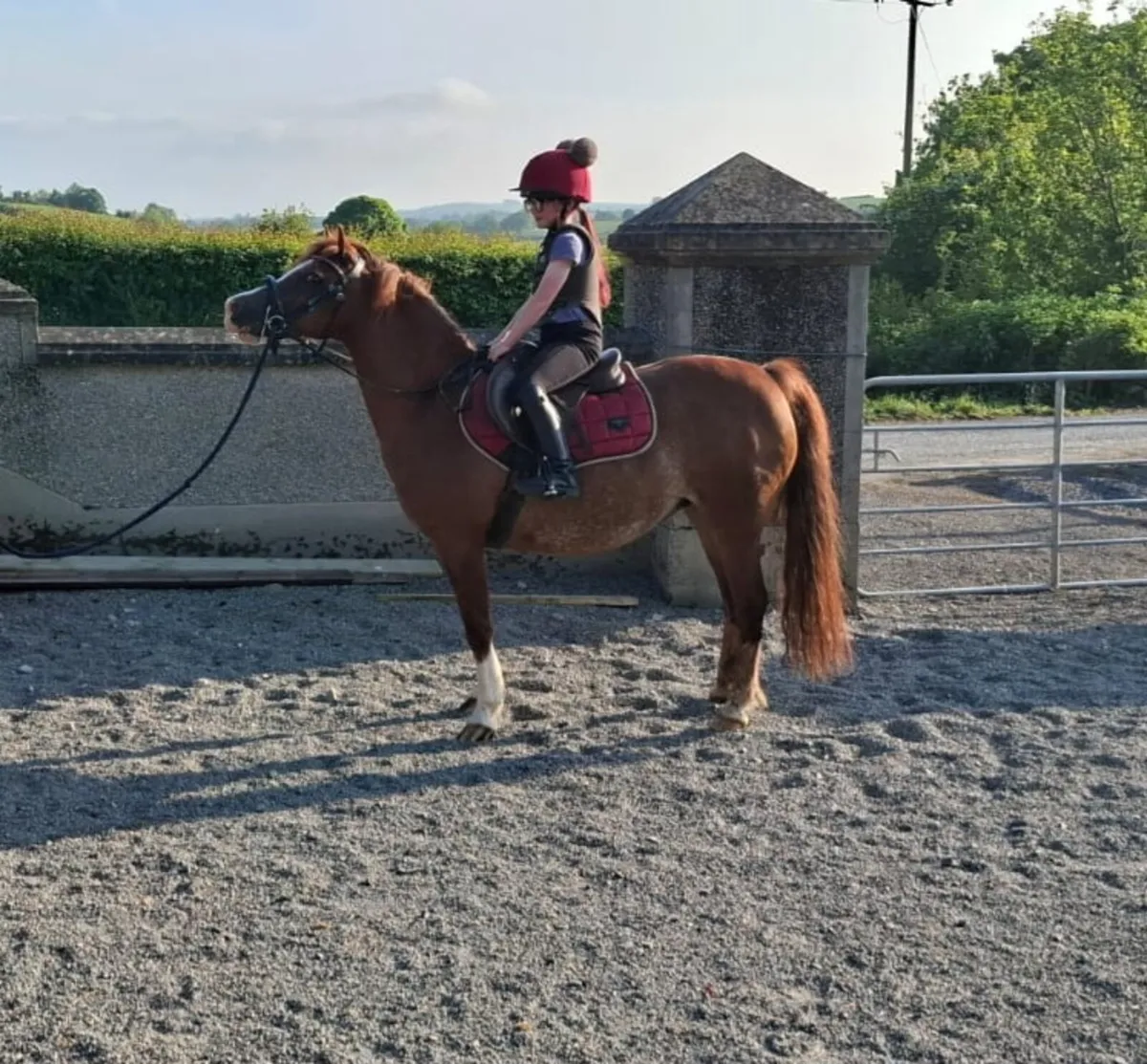 Lead Rein/In-Hand pony - Image 1