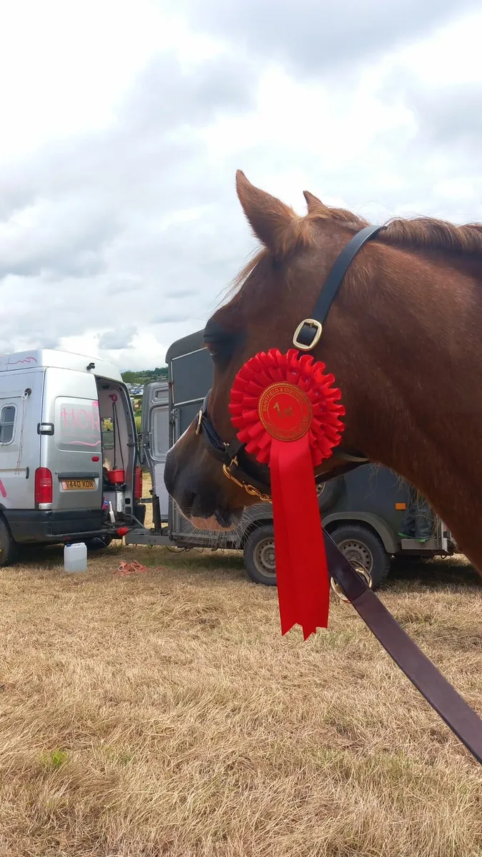 Lead Rein/In-Hand pony - Image 2