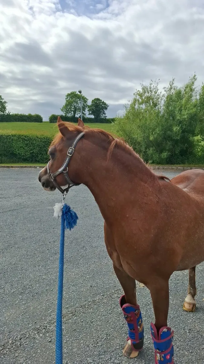 Lead Rein/In-Hand pony - Image 3