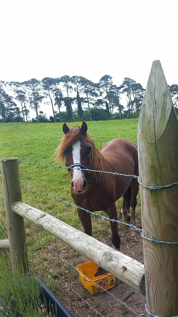 Lead Rein/In-Hand pony - Image 4