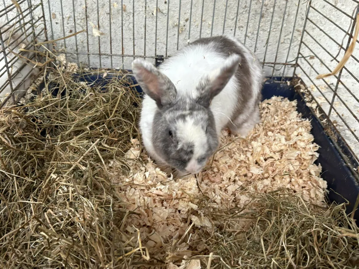 Rabbits - Image 1