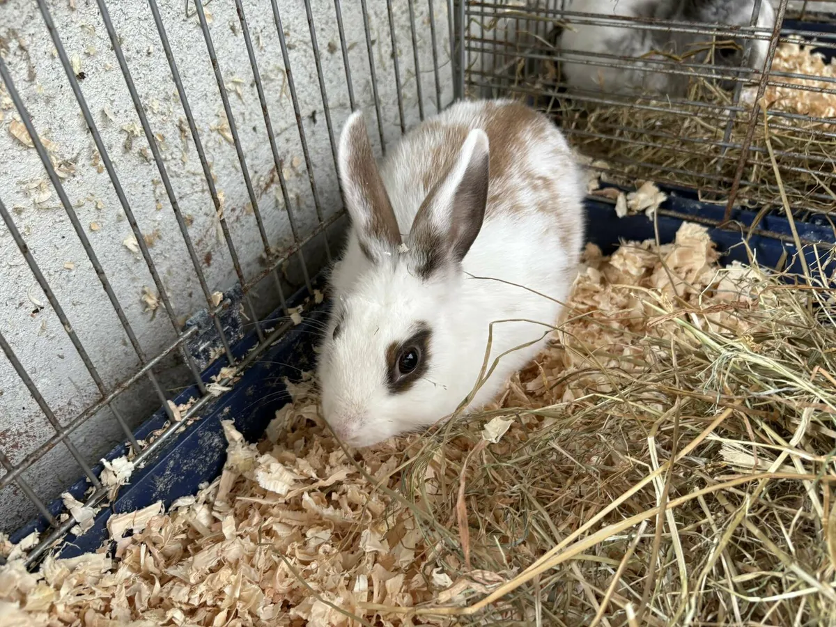 Rabbits - Image 2