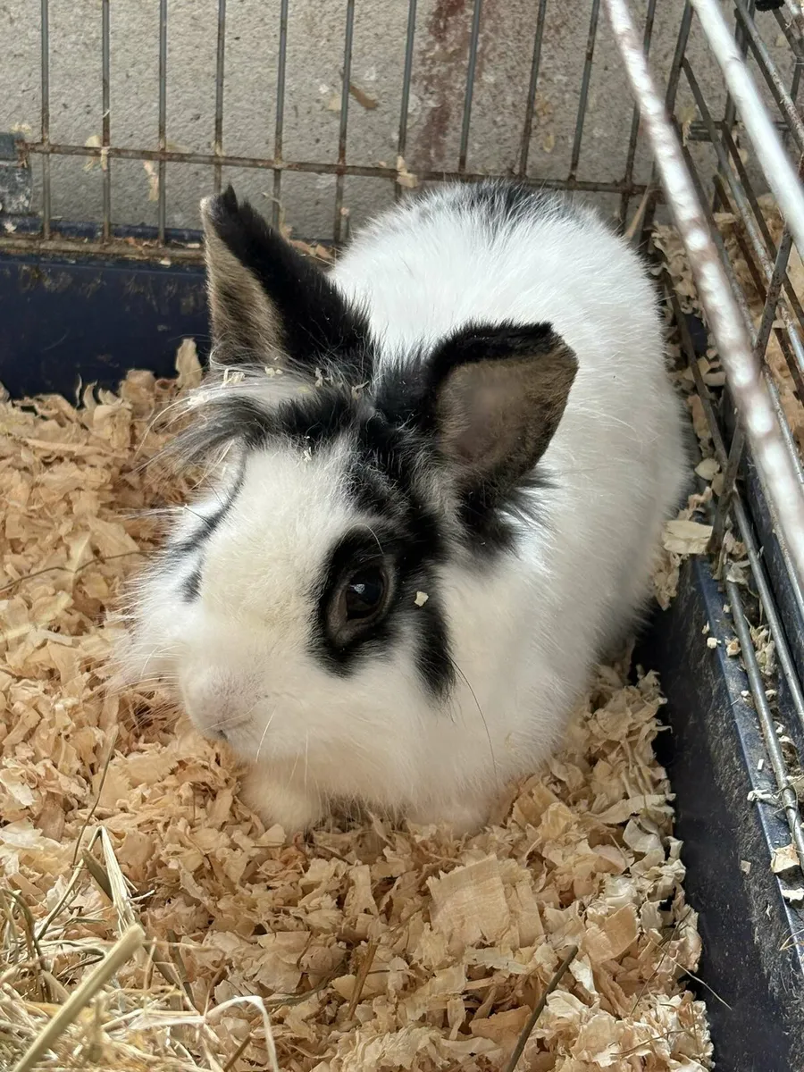 Rabbits - Image 3