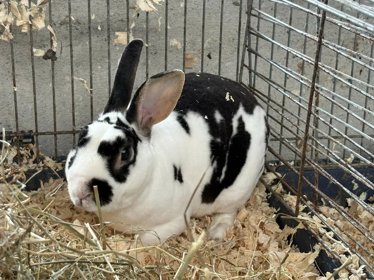 Rabbits - Image 4