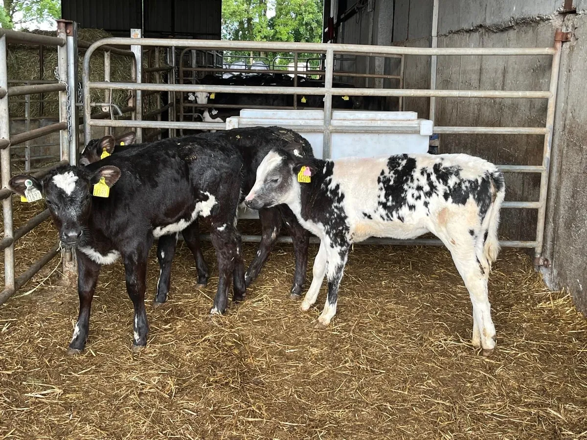 3 reared Belgian blue heifers - Image 1