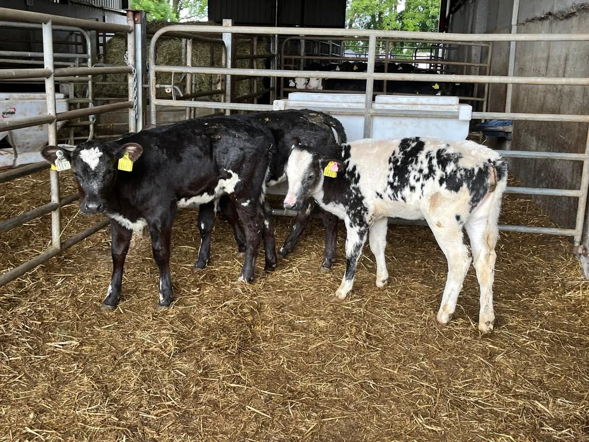 3 reared Belgian blue heifers - Image 2