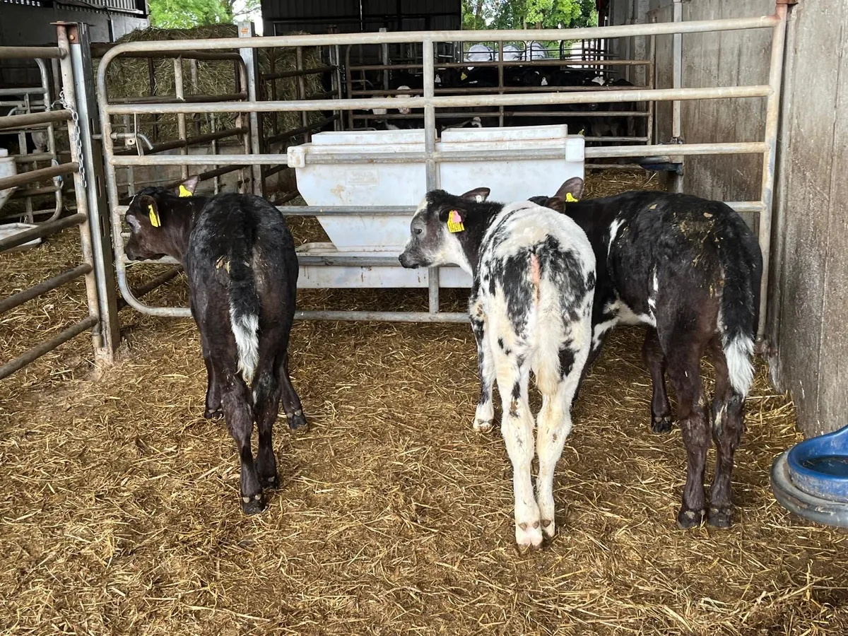 3 reared Belgian blue heifers - Image 3