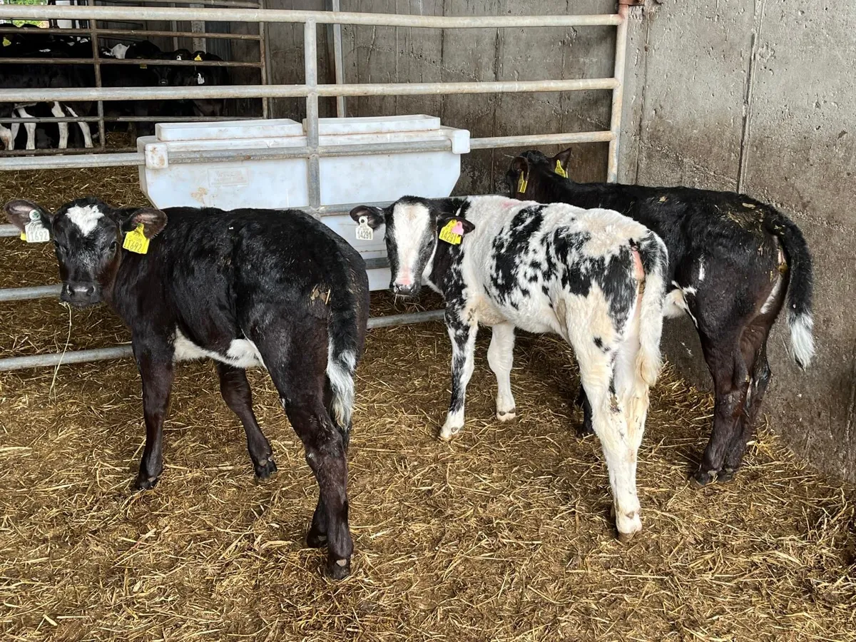 3 reared Belgian blue heifers - Image 4