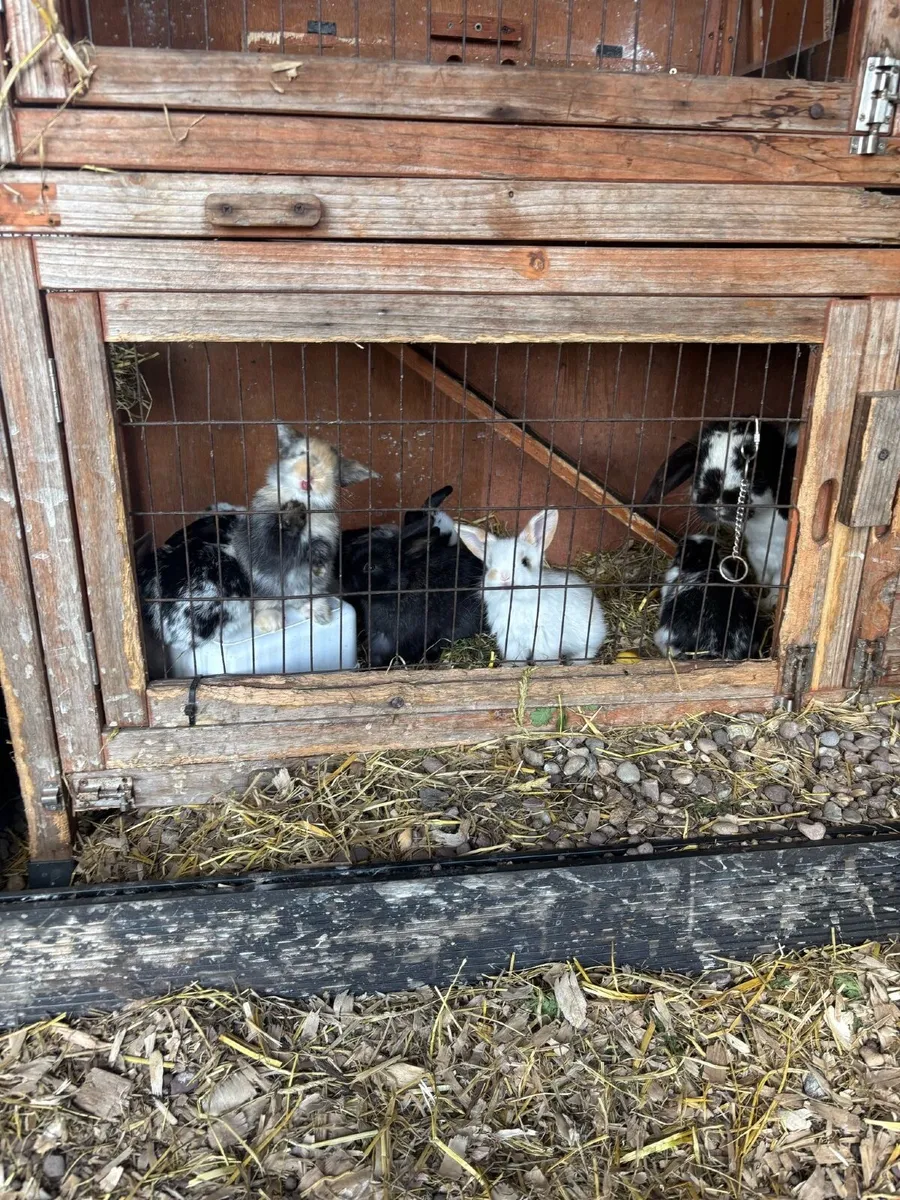 Rabbits - Image 1
