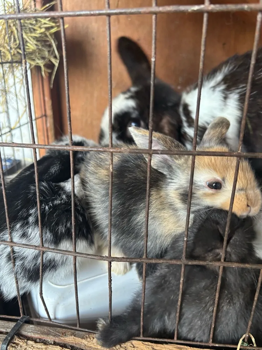 Rabbits - Image 2
