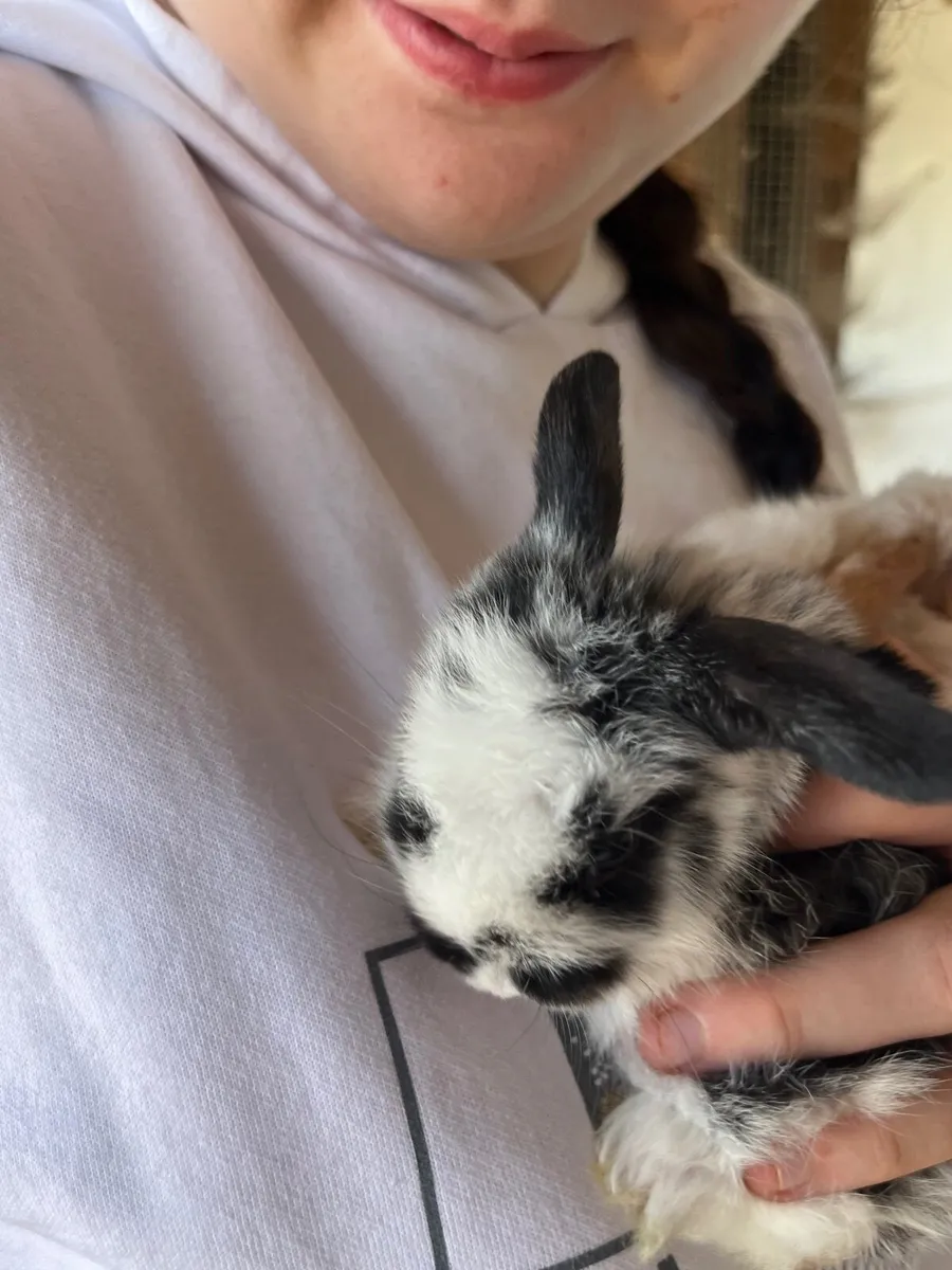 Rabbits - Image 3