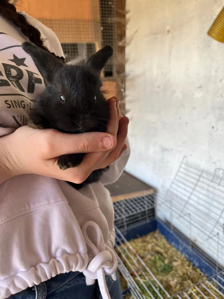 Rabbits - Image 4