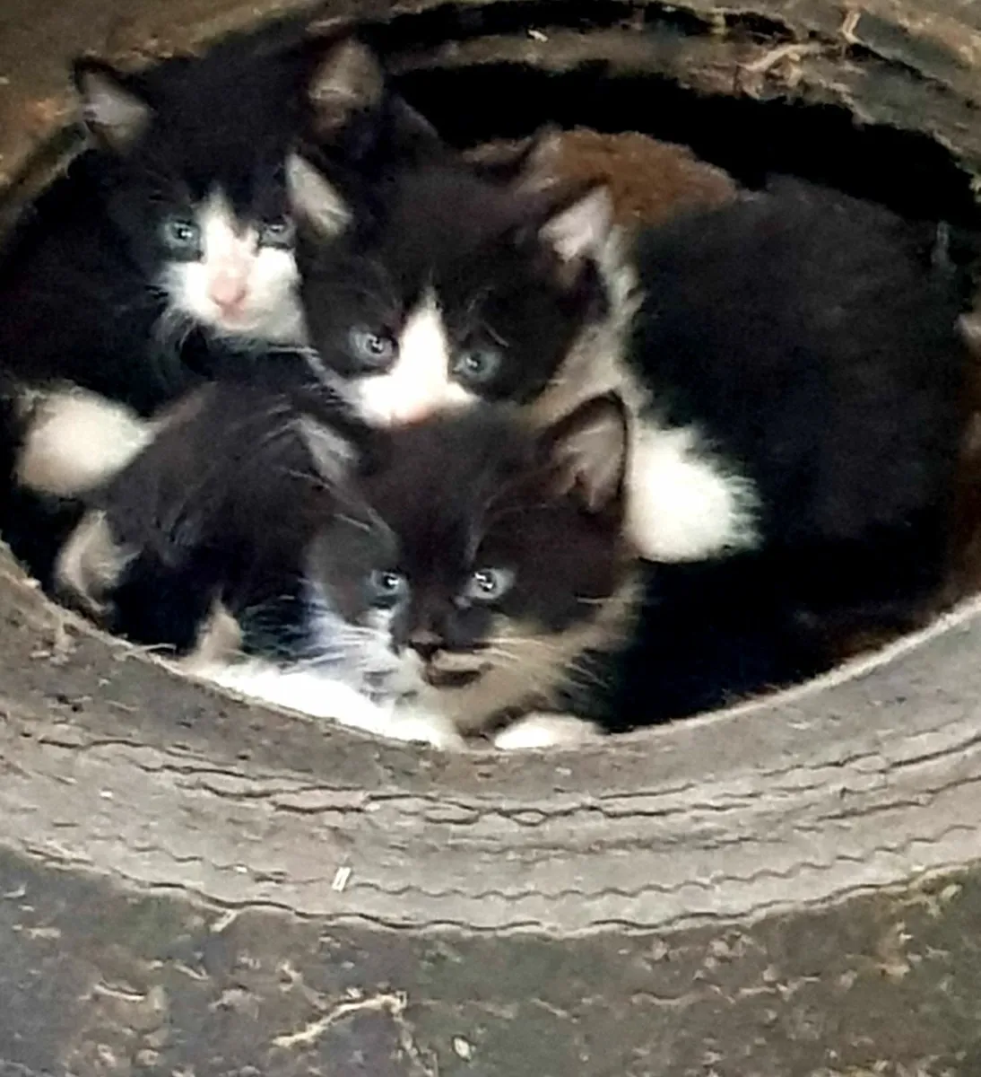 Kittens