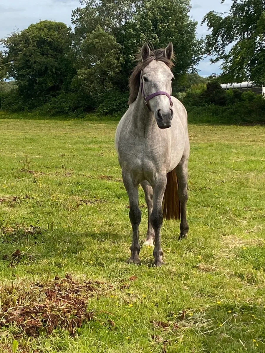 3YO Filly Broken and Riding - Image 2