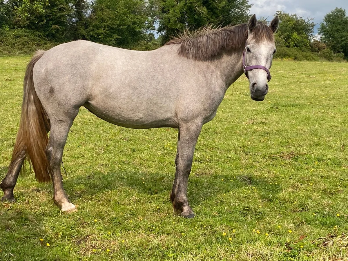 3YO Filly Broken and Riding - Image 1
