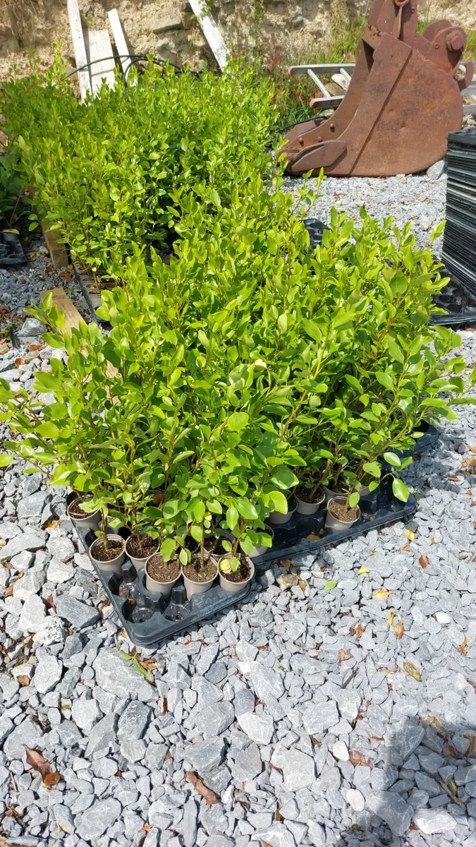Griselinia Hedging - Image 4