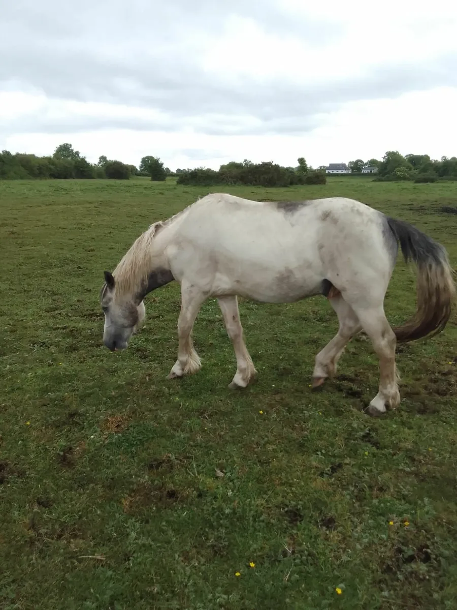 Geldings - Image 2