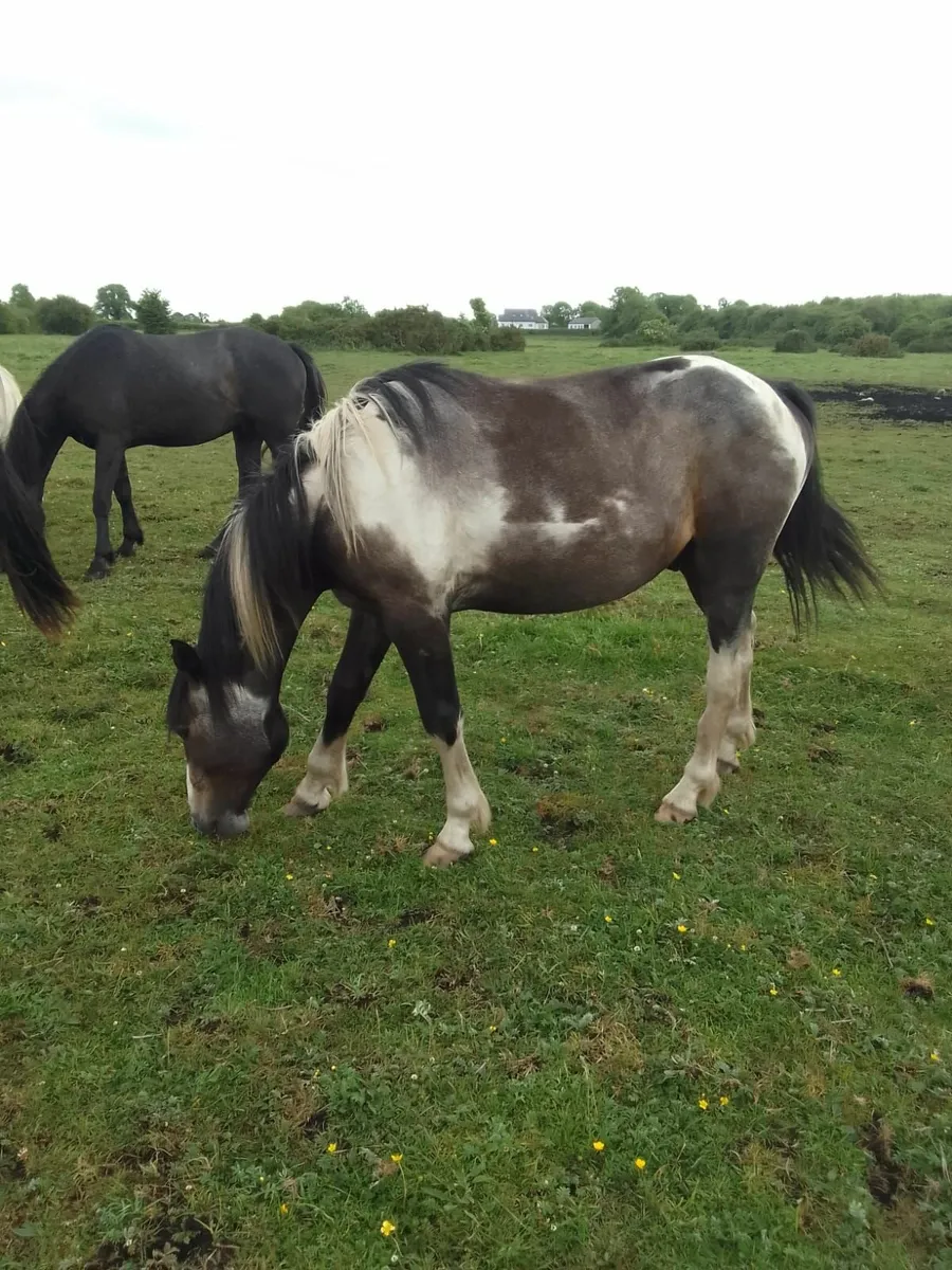 Geldings - Image 3