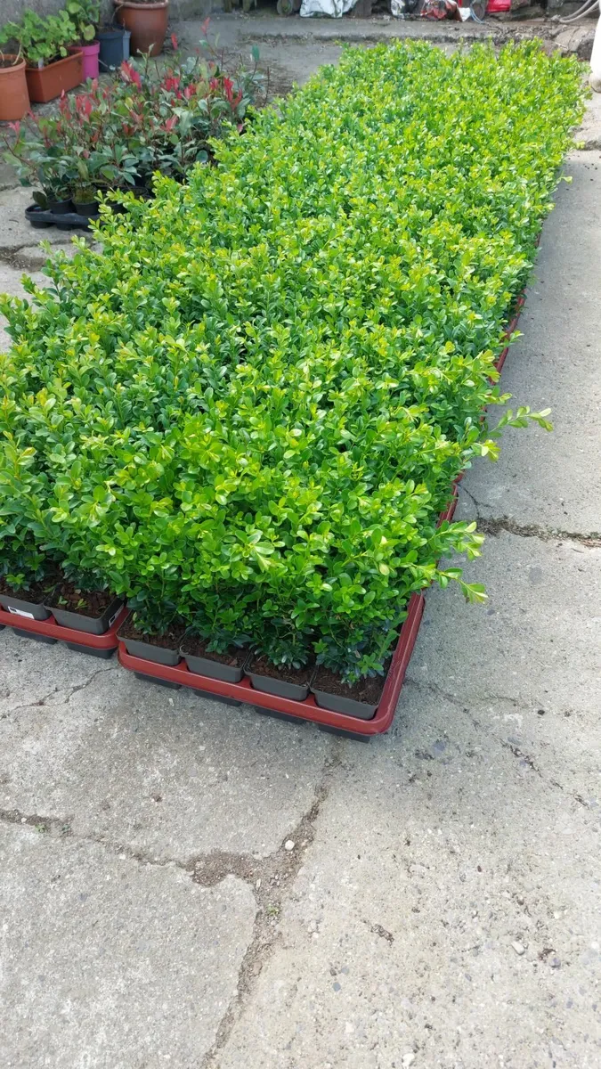 Box Hedging - Image 1