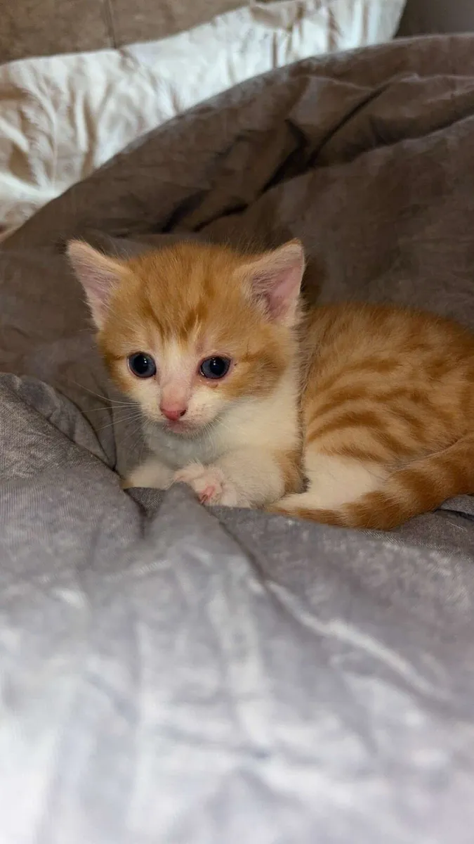 Ginger kitten - Image 1