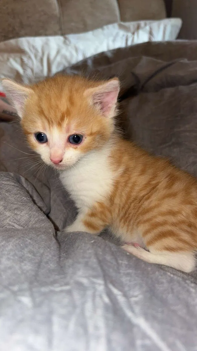 Ginger kitten - Image 2