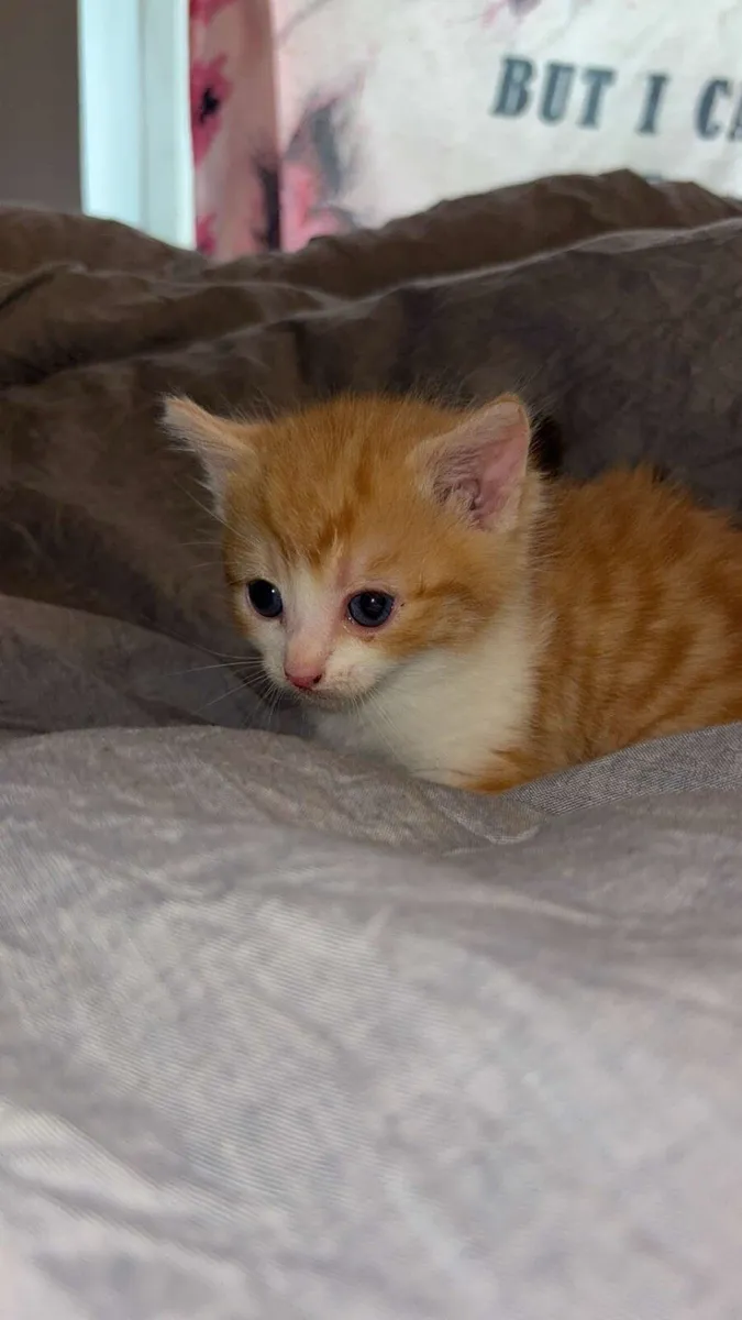 Ginger kitten - Image 3