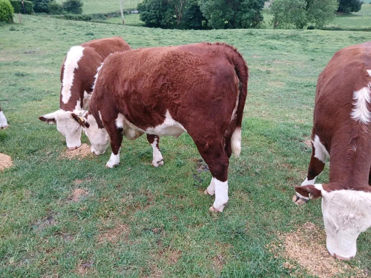 Pedigree hereford heifers - Image 1
