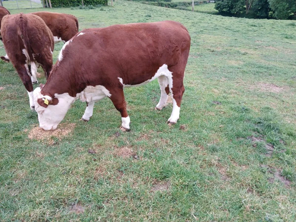 Pedigree hereford heifers - Image 4