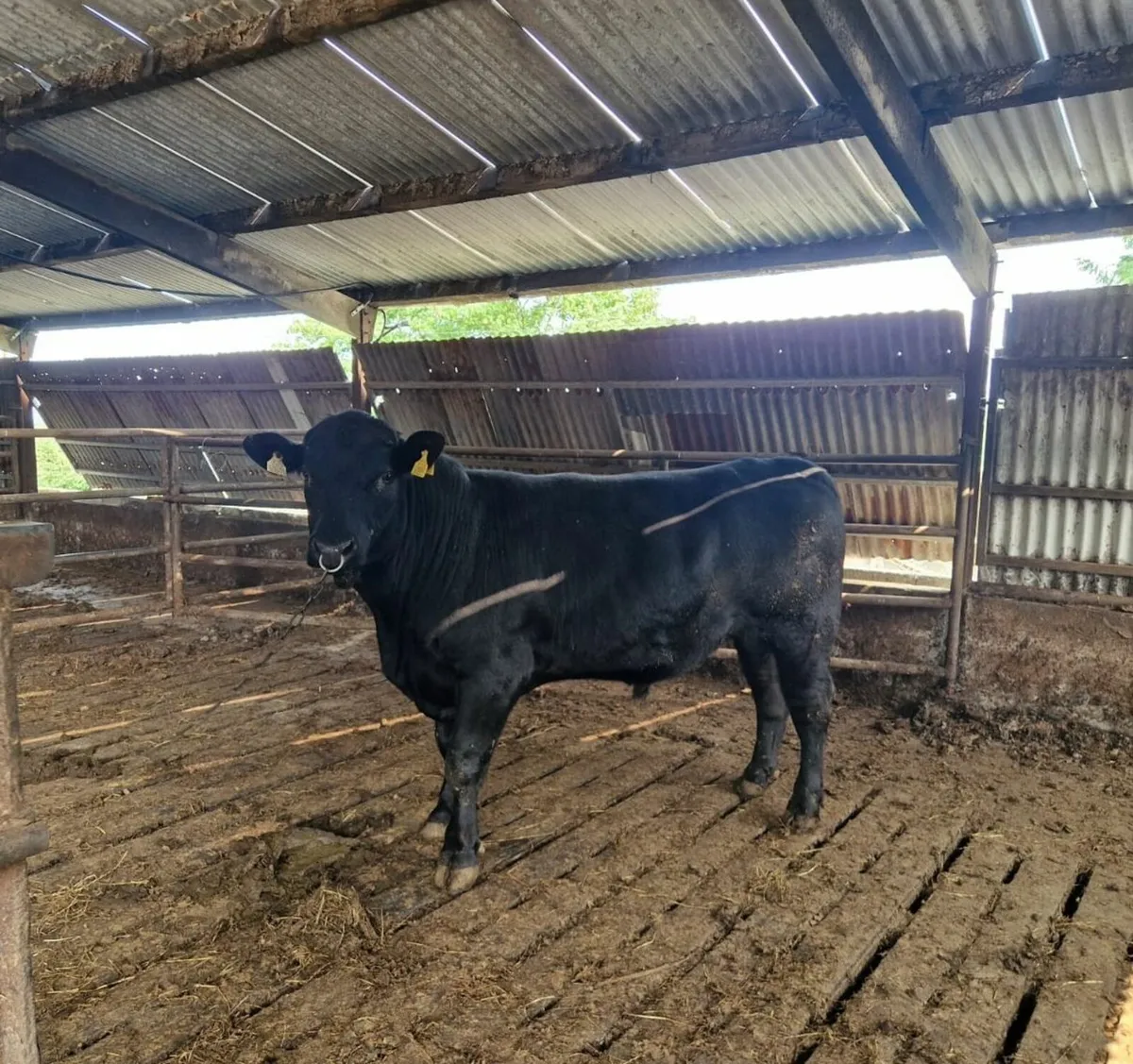Bull - Image 1