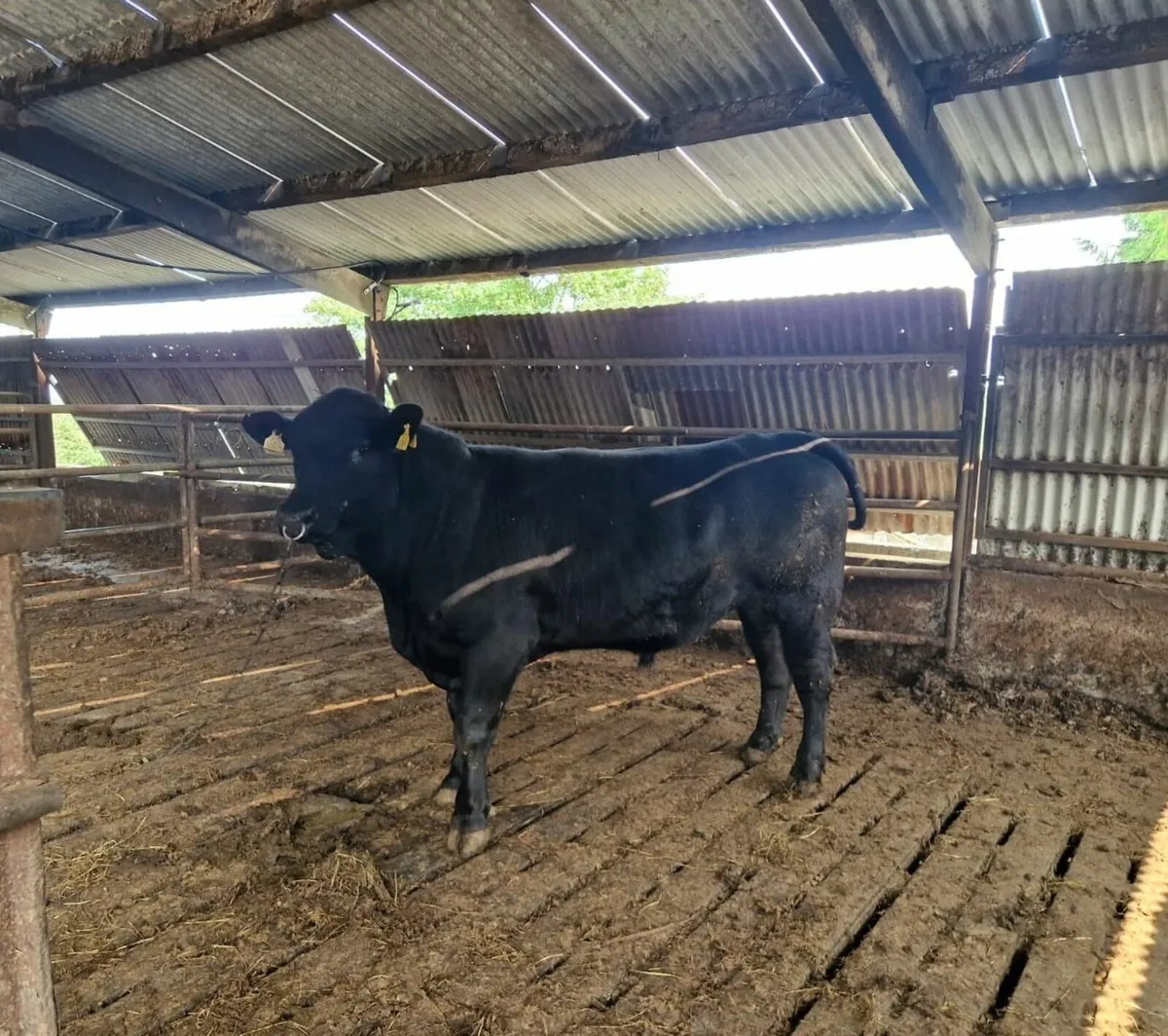 Bull - Image 3