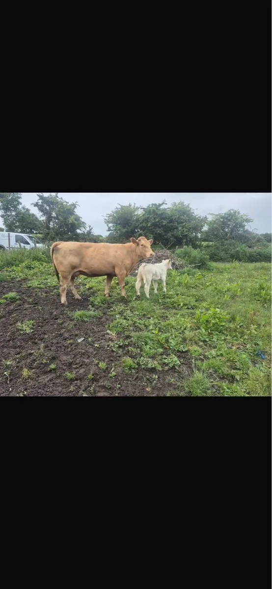 Cow and heifer calf - Image 1