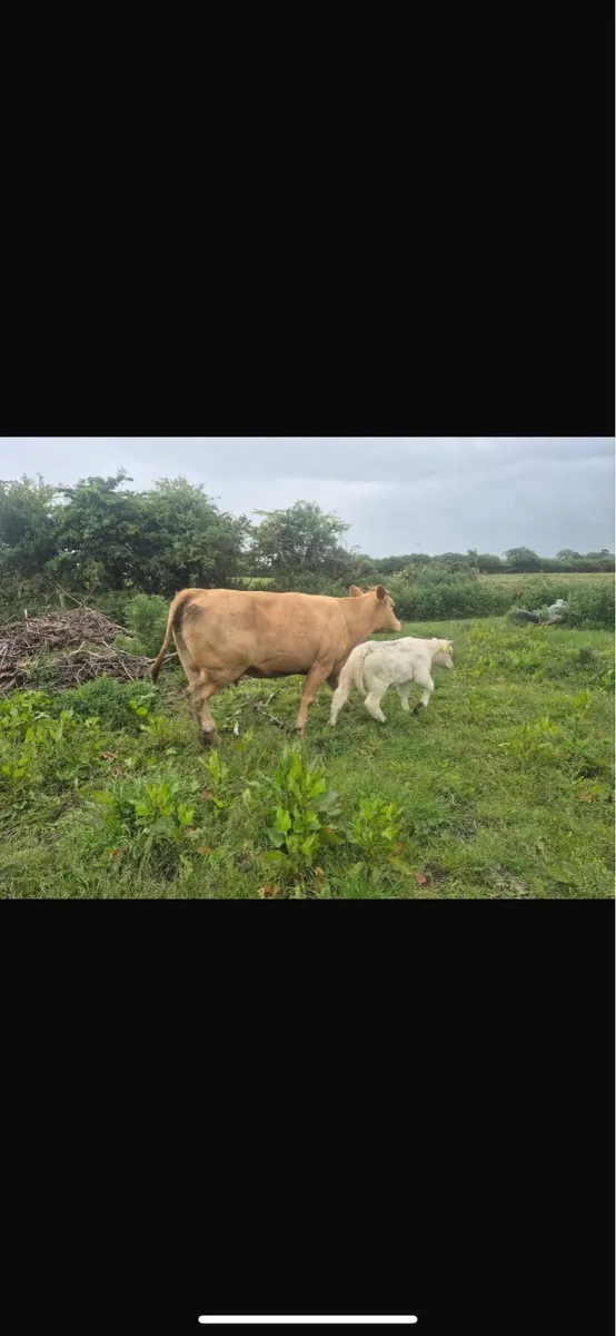 Cow and heifer calf - Image 2