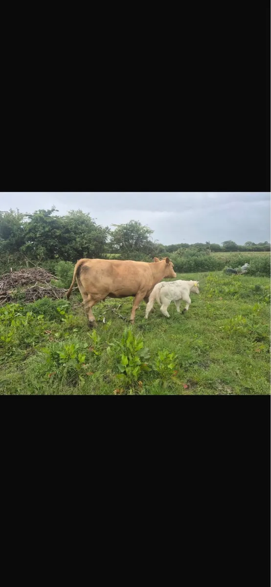 Cow and heifer calf - Image 3