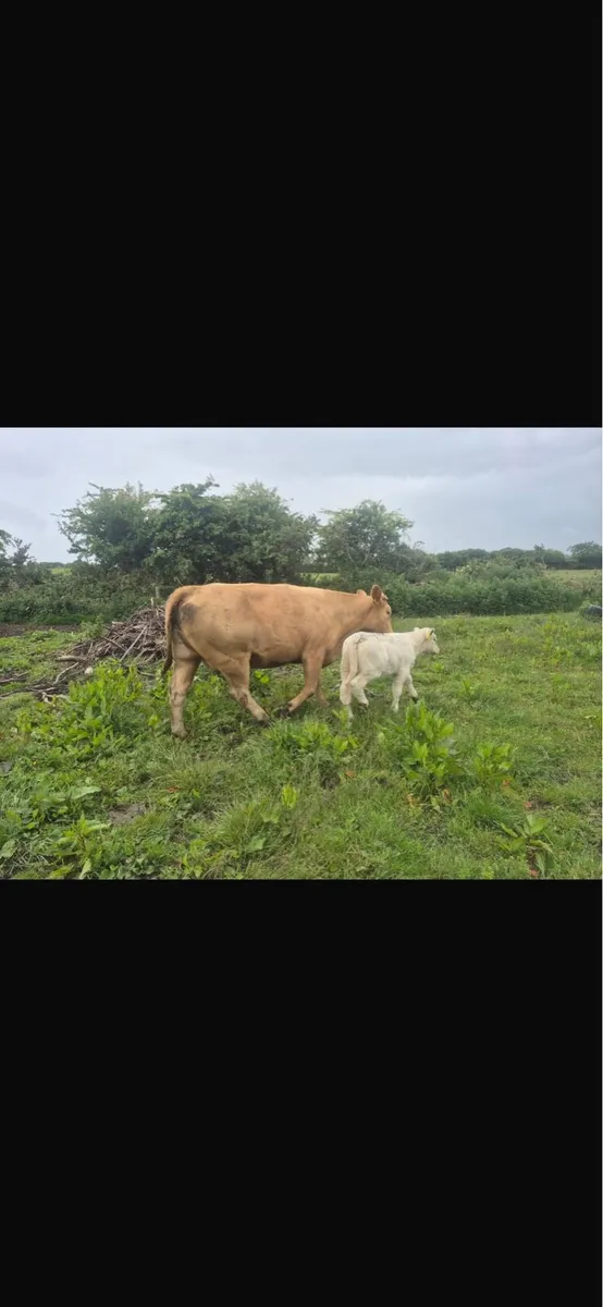 Cow and heifer calf - Image 4