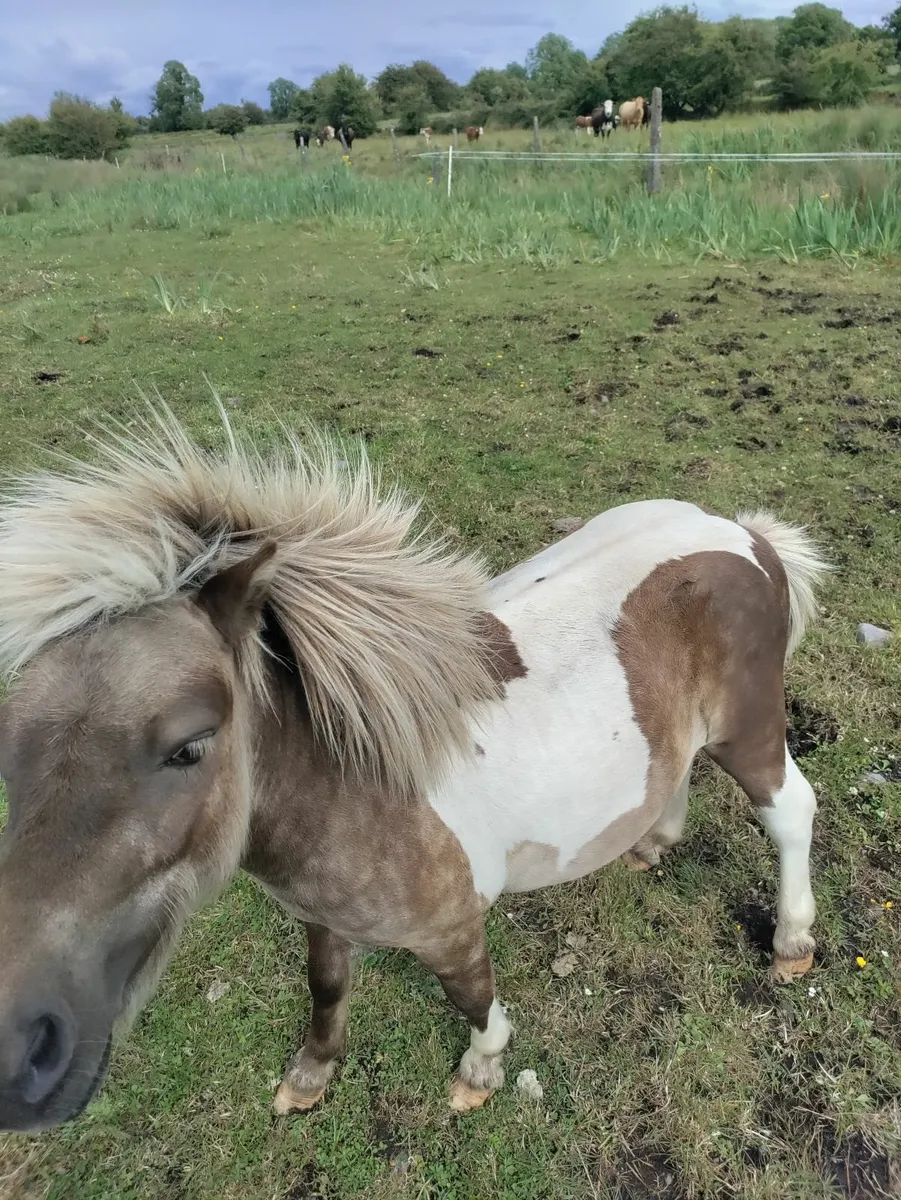 Miniature pony - Image 2