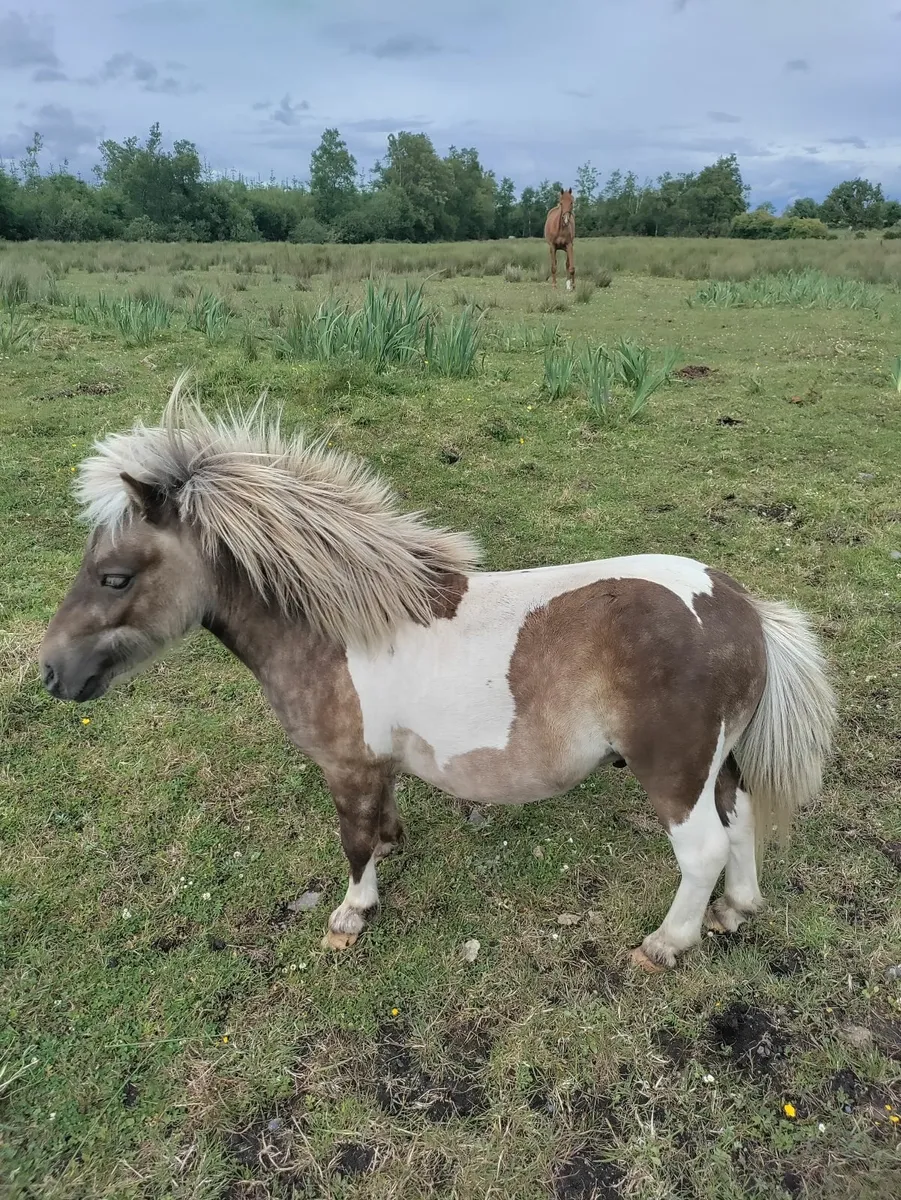 Miniature pony - Image 1