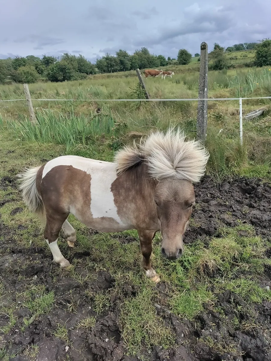 Miniature pony - Image 3
