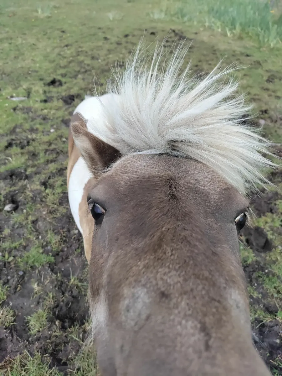 Miniature pony - Image 4
