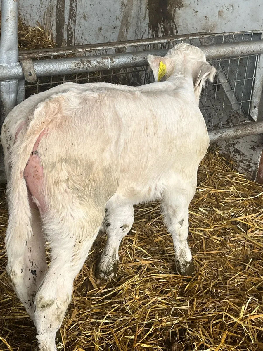 Outstanding charlaois bull calf - Image 1