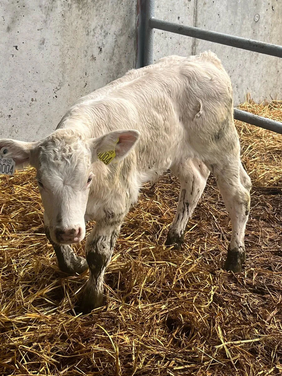 Outstanding charlaois bull calf - Image 2
