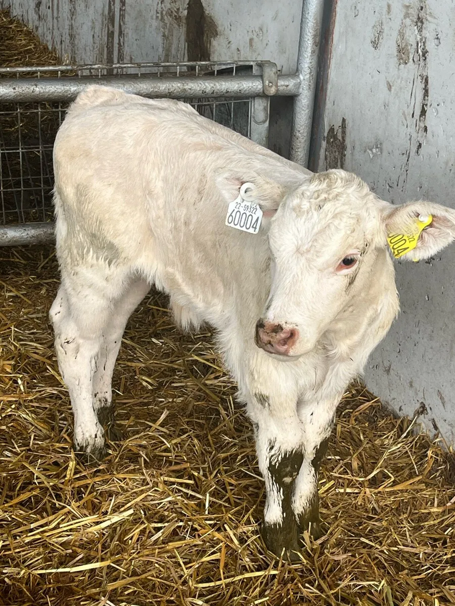 Outstanding charlaois bull calf - Image 3