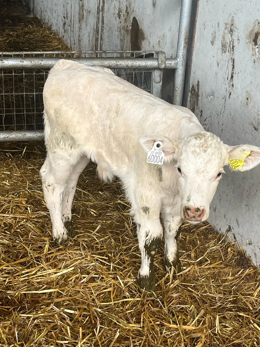 Outstanding charlaois bull calf - Image 4