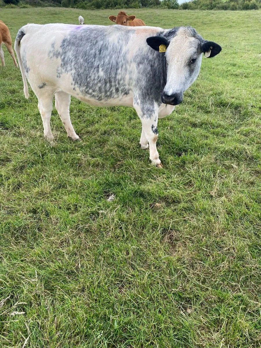 Incalf heifer - Image 1